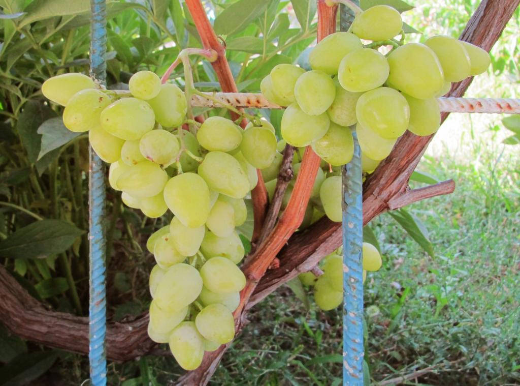 

Черенки винограда Мускат Иоанны