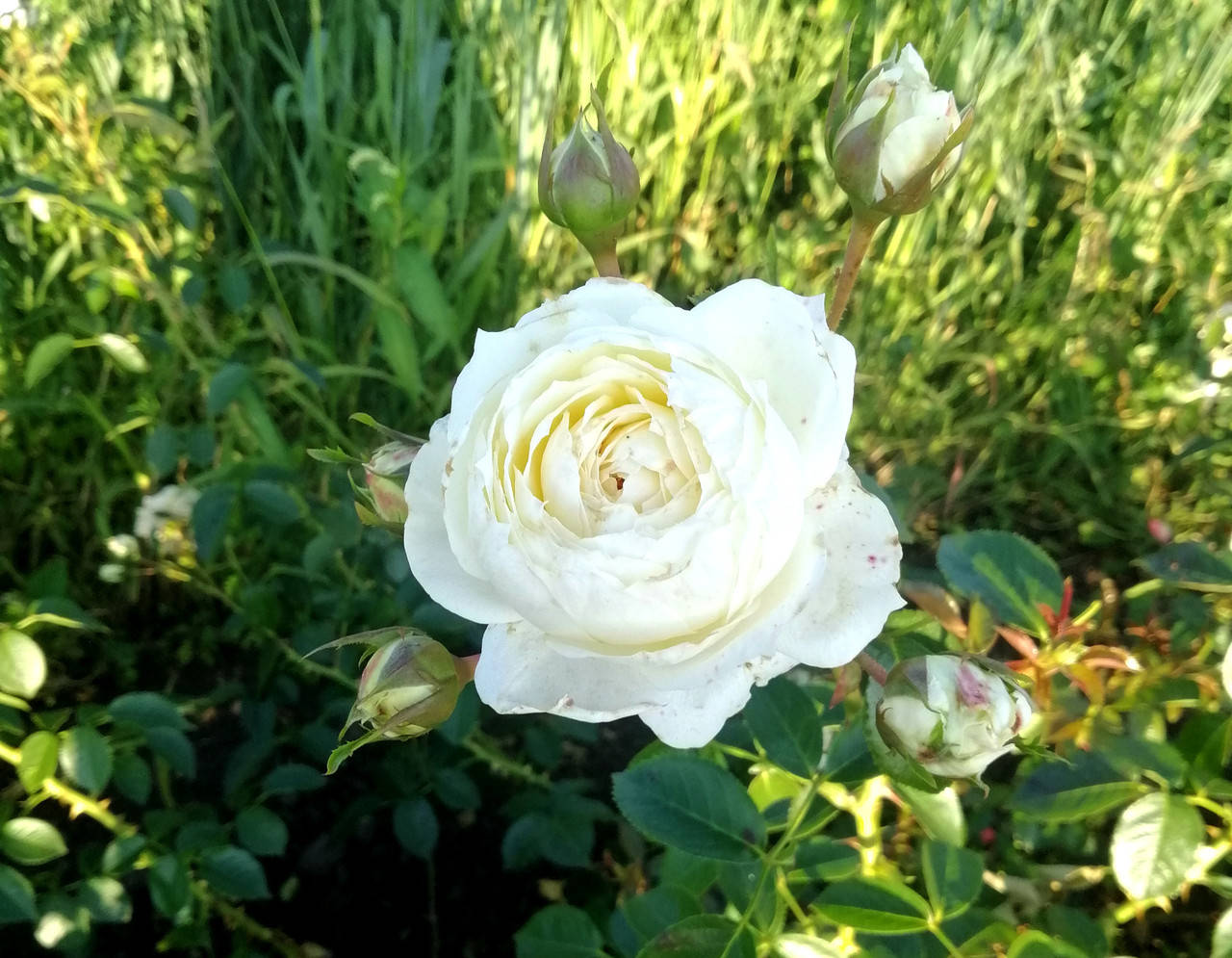 

Саженцы роз Mon Jardin et Ma Maison
