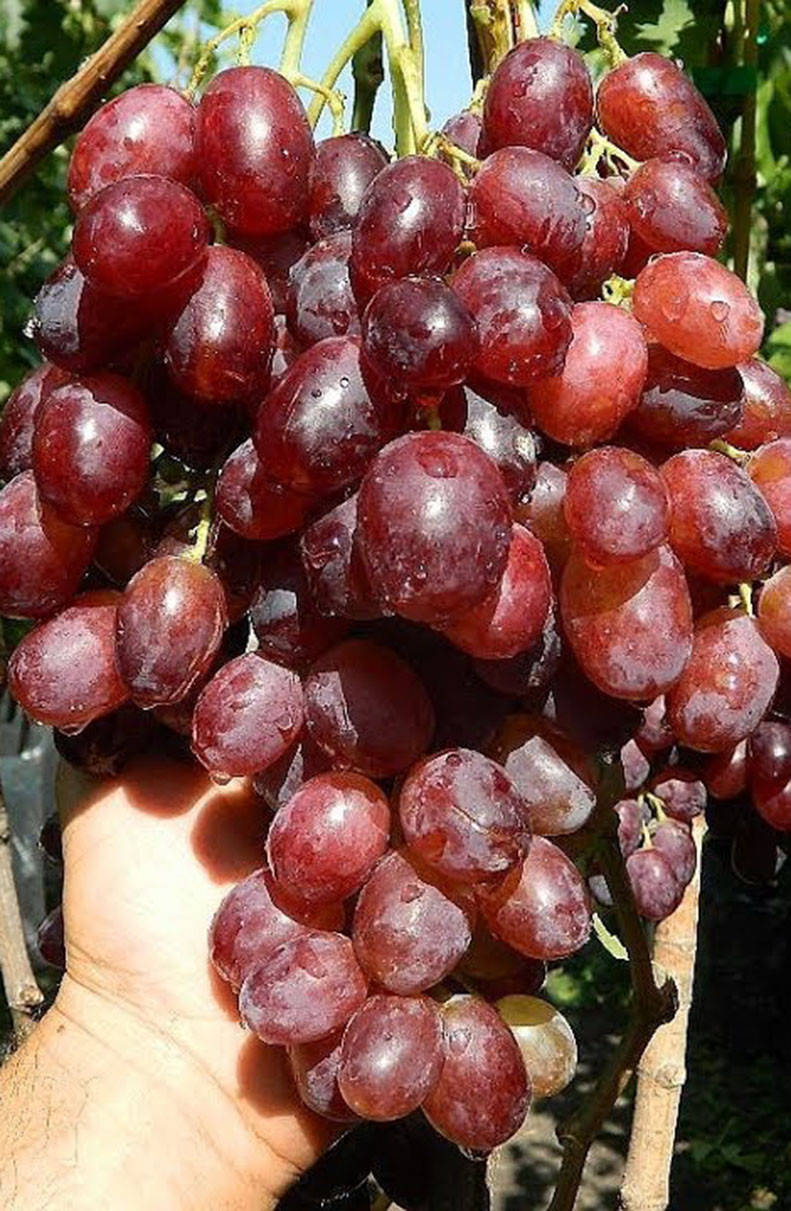 

Саженцы винограда Ризамат