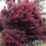 

Скумпия кожевенная Purpureus / Пурпуреус (Контейнер: 3 л; Саженец: 40-50см)