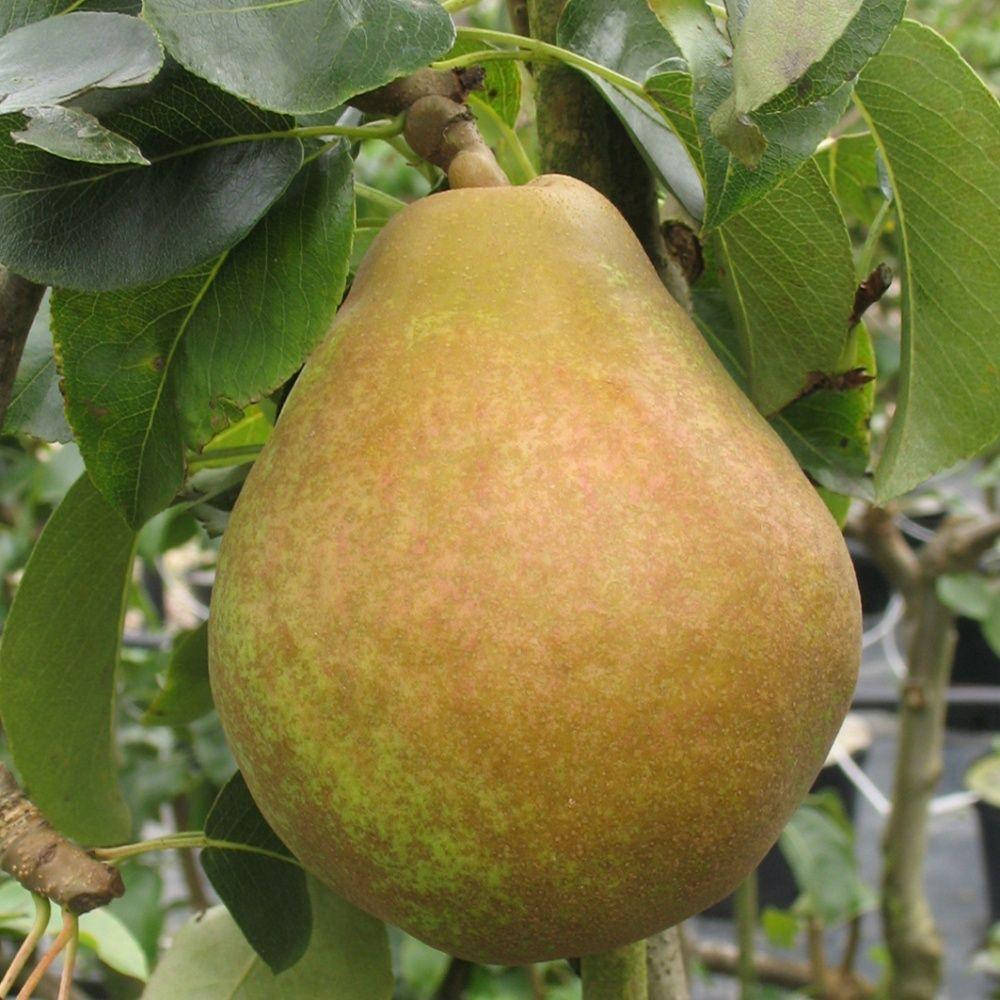 

Саженцы груши Говерла (Goverla)