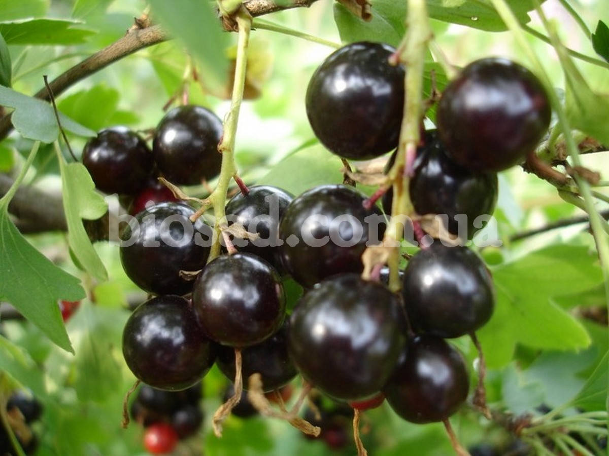 

Черная смородина Краса Львова