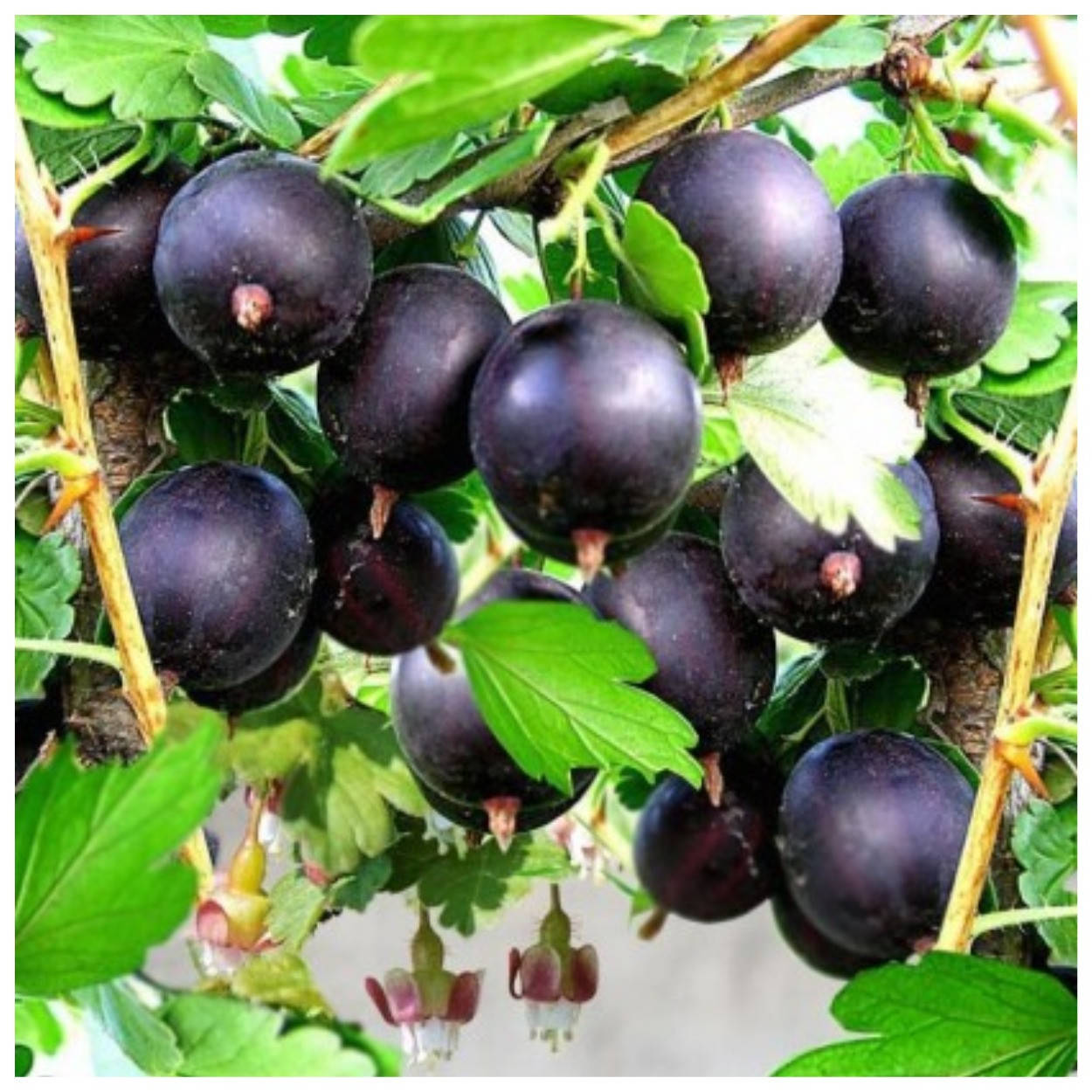 

Крыжовник Африканец