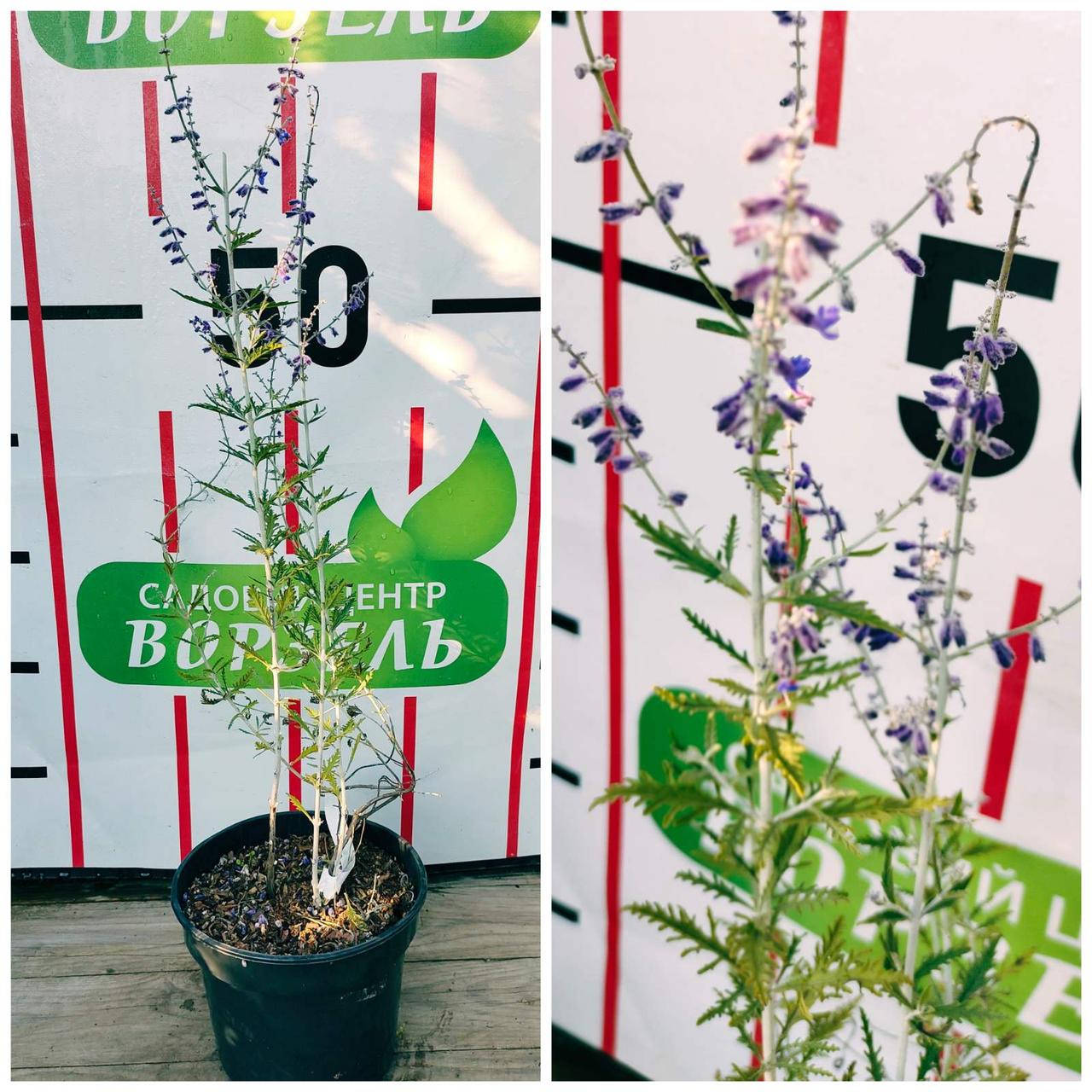 

Перовскія лебедолиста Блю Спайр/PERUVSKIA atriplicifolia Blue spire С2-3/ Н 40-50