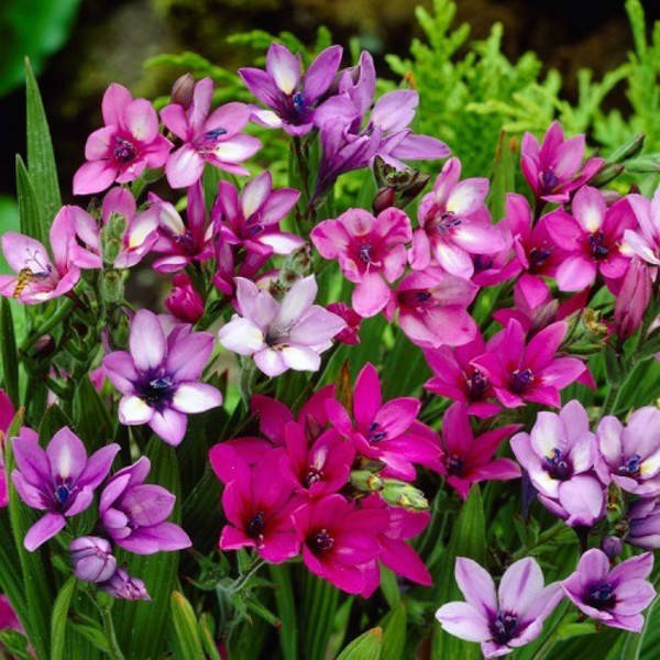 

Бабиана Stricta