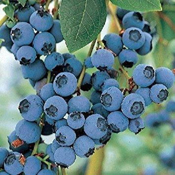 

Лохина високоросла Bluecrop 3 річна (середньопізній сорт), Голубика высокорослая Блюкроп, Vaccinium Bluecrop