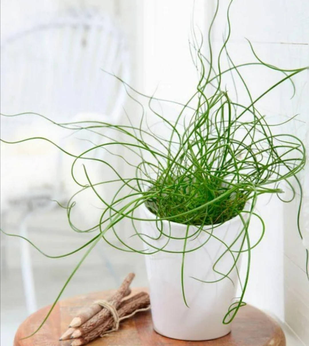 

Джункус (Ситник)/ Юнкус/ Juncus
