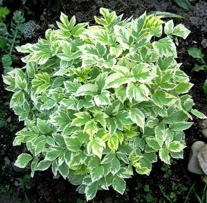 

Сныть обыкновенная «Variegata»