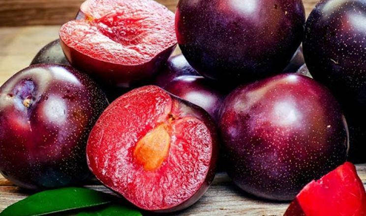 

Саженцы плумкоты АПРИСАЛИ позднего срока созревания