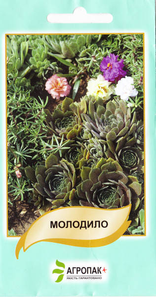 

Молодило 20 шт