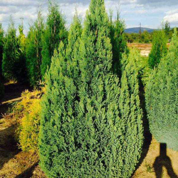 

Саженец Кипарисовик Ellwoodii Gold 0,5 л