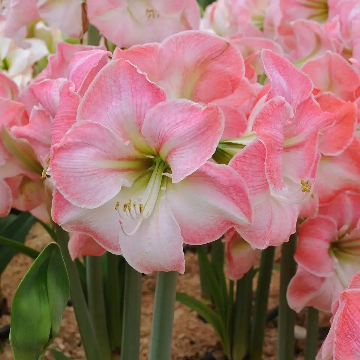 

Aмариллис Cherry Blossom