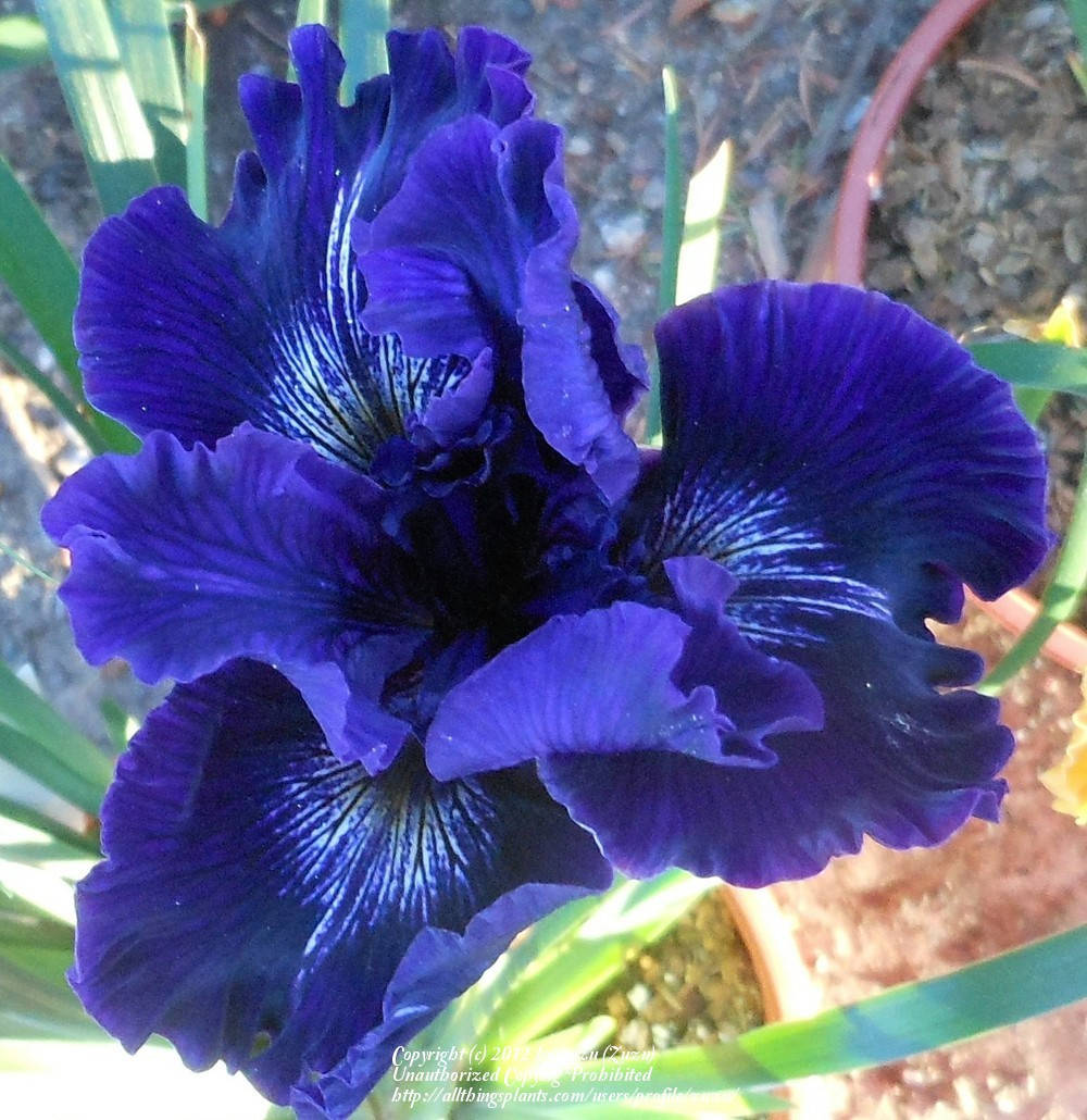 

Карликовый ирис Деп Блу Сиа (Dep Blu Sia)