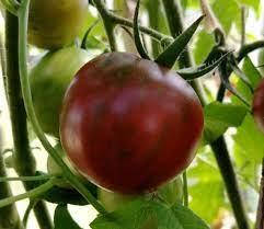 

Семена томата Дзи Бы Ю