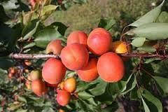 

Саженцы абрикоса РЕД СИЛЬВЕР