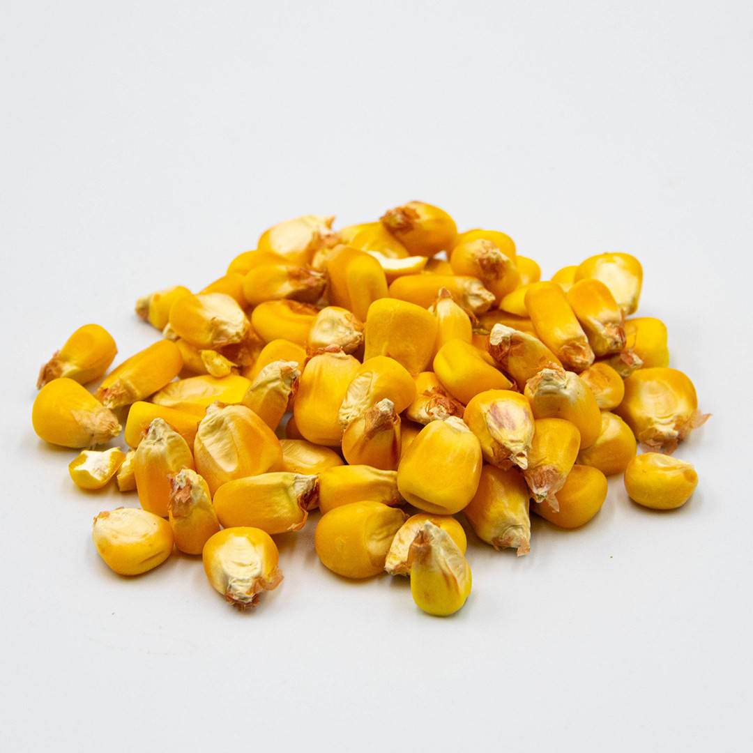 

Семена кукурузы для выращивания микрозелени 500г