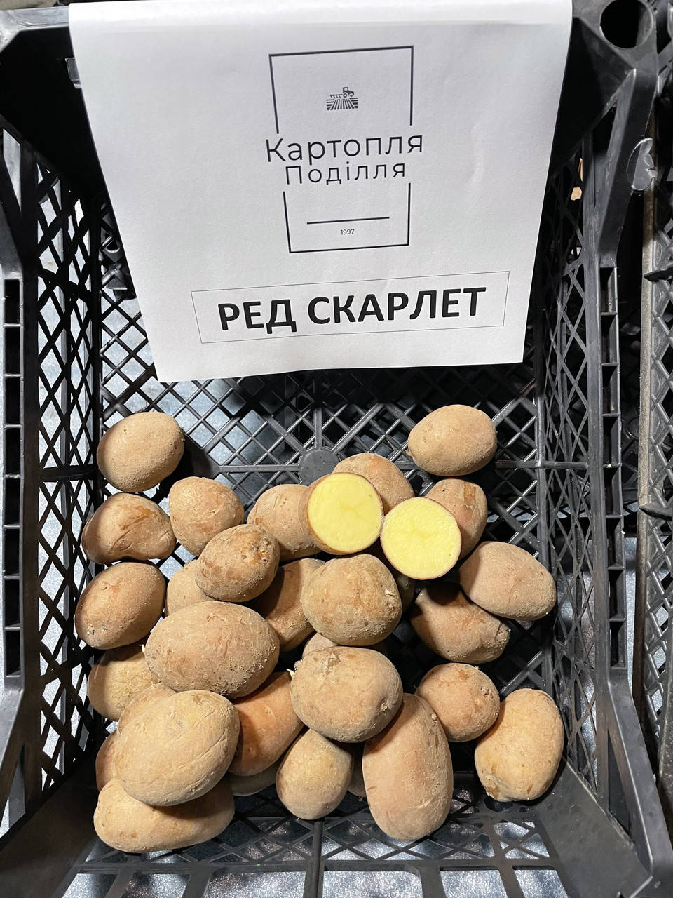

Семенной картофель Ред Скарлет, I-я репродукция