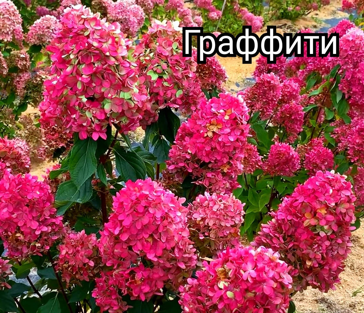 

Саженцы гортензии метельчатой Граффити (Hydrangea pan. Graffiti)