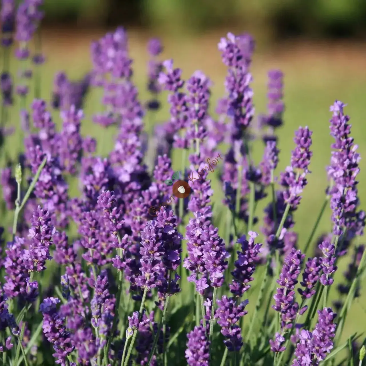 

Лаванда "ЭЛЕГАНС ПУРПЛ" / Саженцы в горшке (ЗКС)
