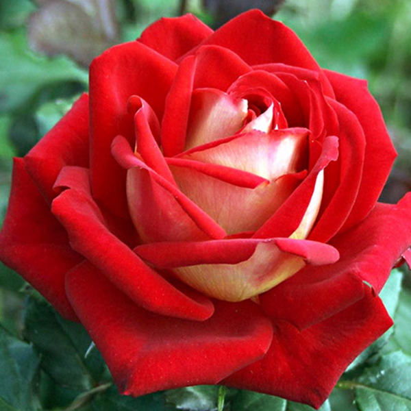 

Саженцы роз «Люксор» (чайно-гибридных) ЗКС