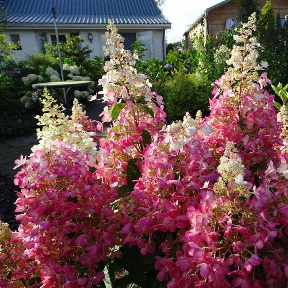 

Гортензия метельчатая Кендлайт Candlelight (23)