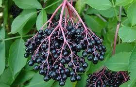 

Бузина черная садовая - саженцы в контейнере