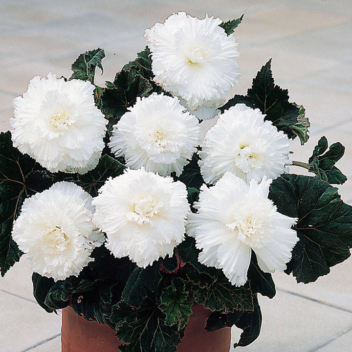 

Клубни Бегония Fimbriata White