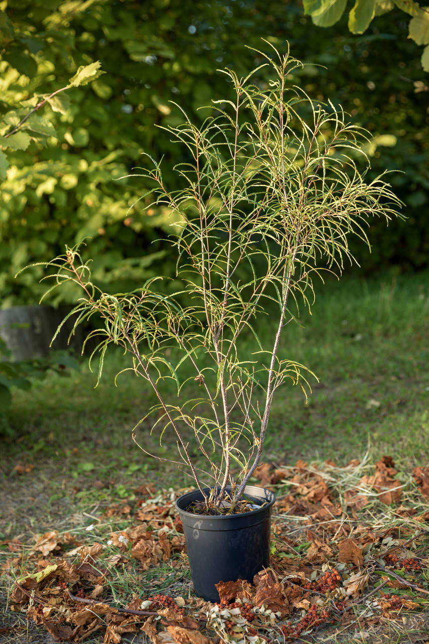 

Крушина вільховидна Аспленіфолія / Frangula alnus Aspleniifolia С3 / Н 80-100