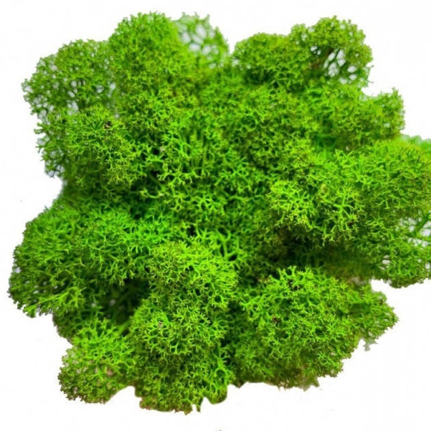 

Стабилизированный мох, Grass Green Light 500 г