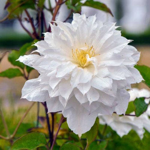

Клематис Исаго, Clematis Isago (2 группа)