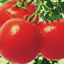 

Семена томата "Атоль"