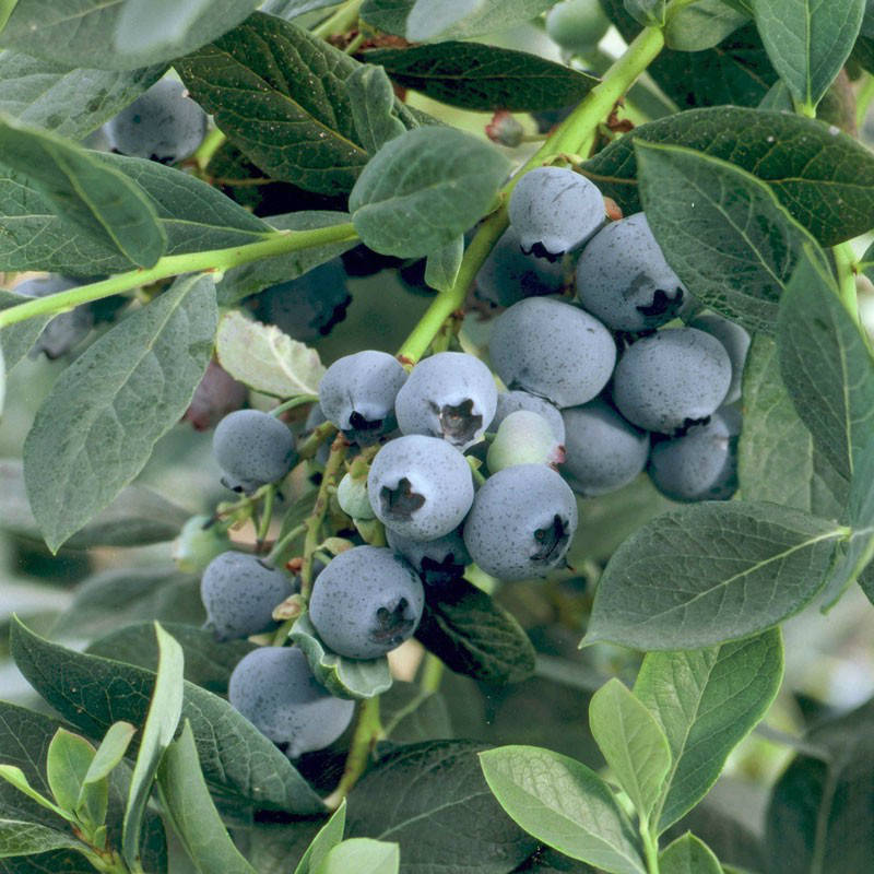 

Чандлер - 2 - летний саженец голубики в контейнере