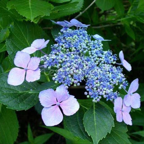 

Саженцы Гортензии крупнолистной Мариеси Перфекта (Hydrangea macrophylla Mariesii Perfecta)