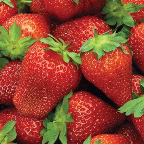 

Полуниця Роксана 4 шт (Середній) (саджанці)
