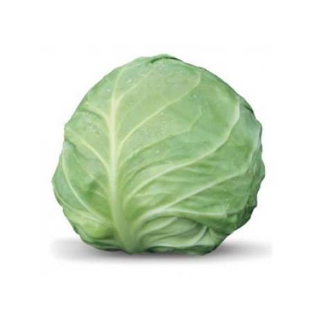 

Семена Капуста белокочанная ранняя Акира F1 поштучно 20 семян Kitano Seeds