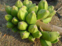 

Банан морозостойкий Дарджилинг семена, Банан сиккимский - Musa Sikkimensis – Дарджилингский банан семена