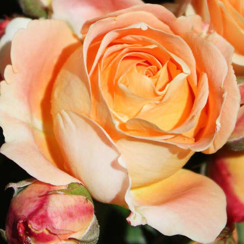 

Дольче Вита (Dolce Vita)