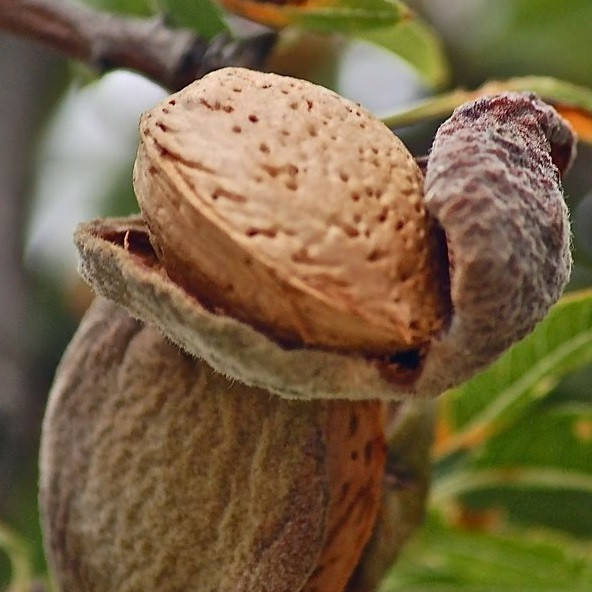 

Мигдаль Десертний