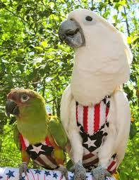 

Памперс для попугаев 2XL, прогулочный костюм памперс для больших попугаев