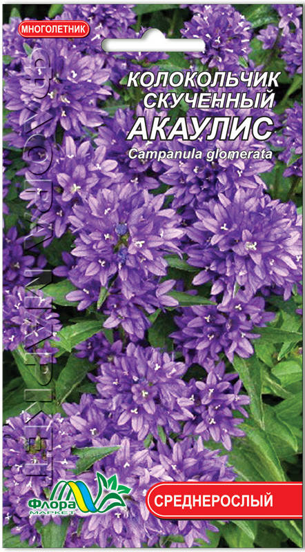 

Колокольчик Акаулис, Синий