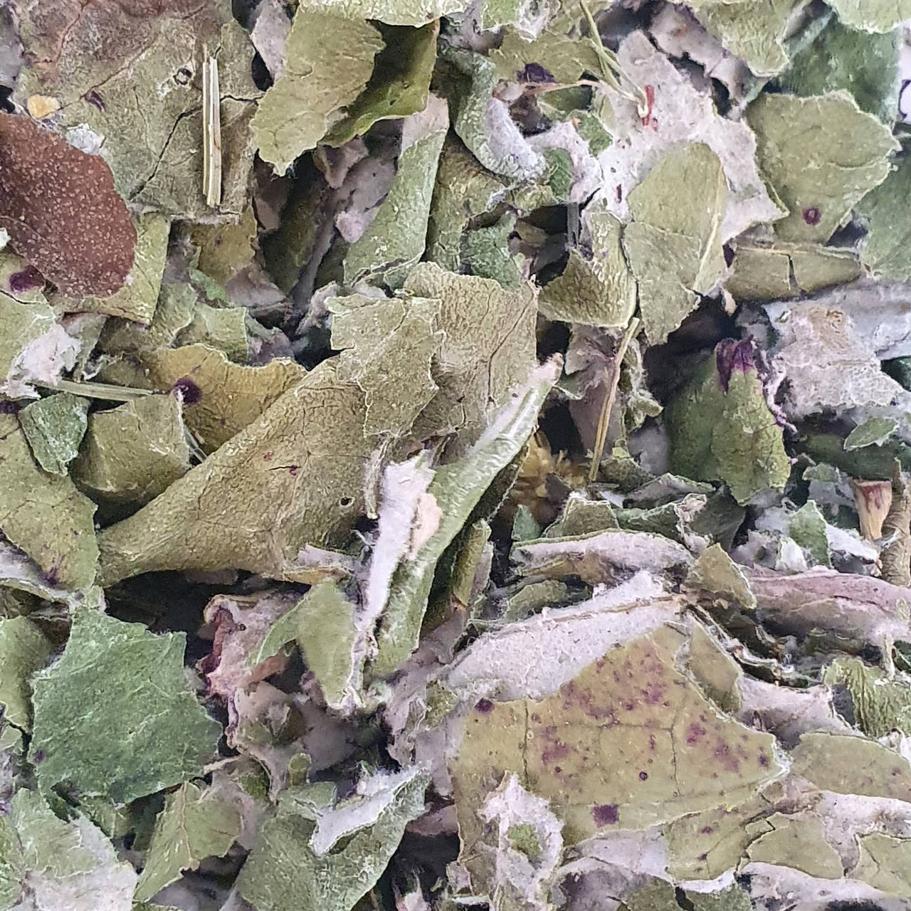 

Мать-и-мачеха 50 г (Свежий урожай)