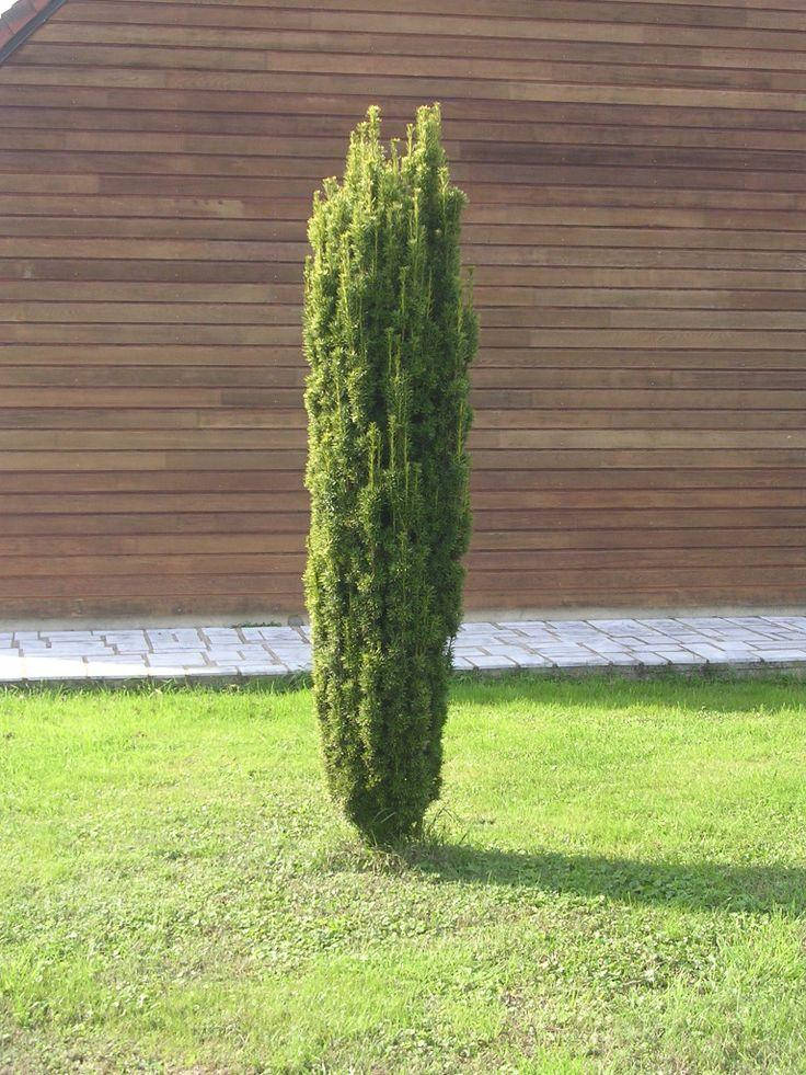 

Тис ягідний David 3 річний, Тис ягодный Давид, Taxus baccata David