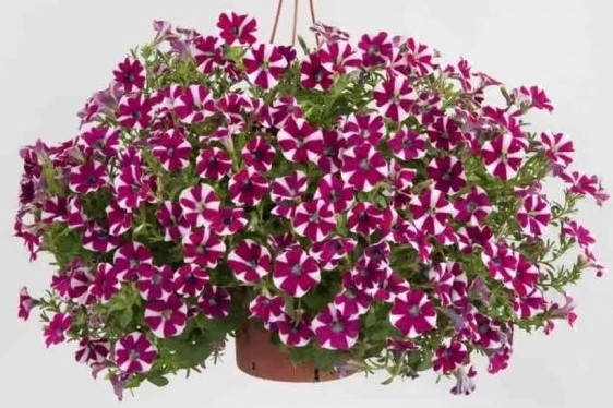 

Рассада петунии Cascadias Bicolor Cabernet фиолетово-белая d12см