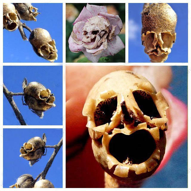 

Семена розы череп