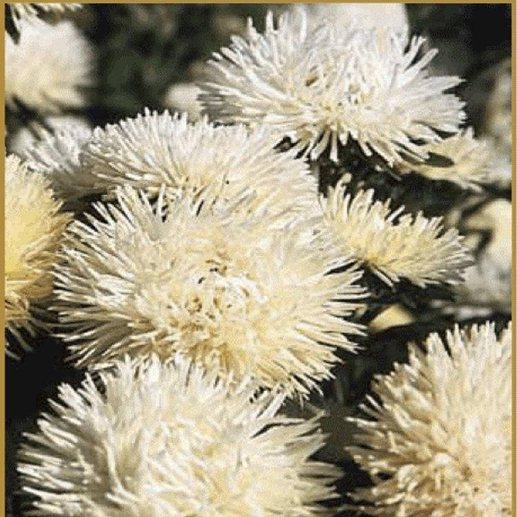 

Семена Астра Идеал кремовая 0,1 г W.Legutko 5008, Бежевый