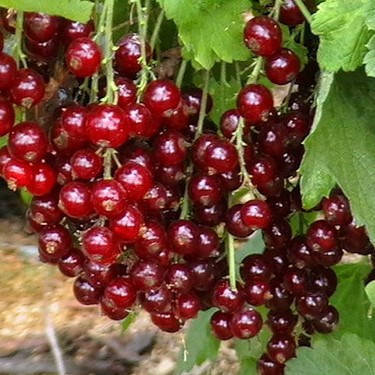 

Смородина Чародейка красная, ЗКС в горшках 0.8 л