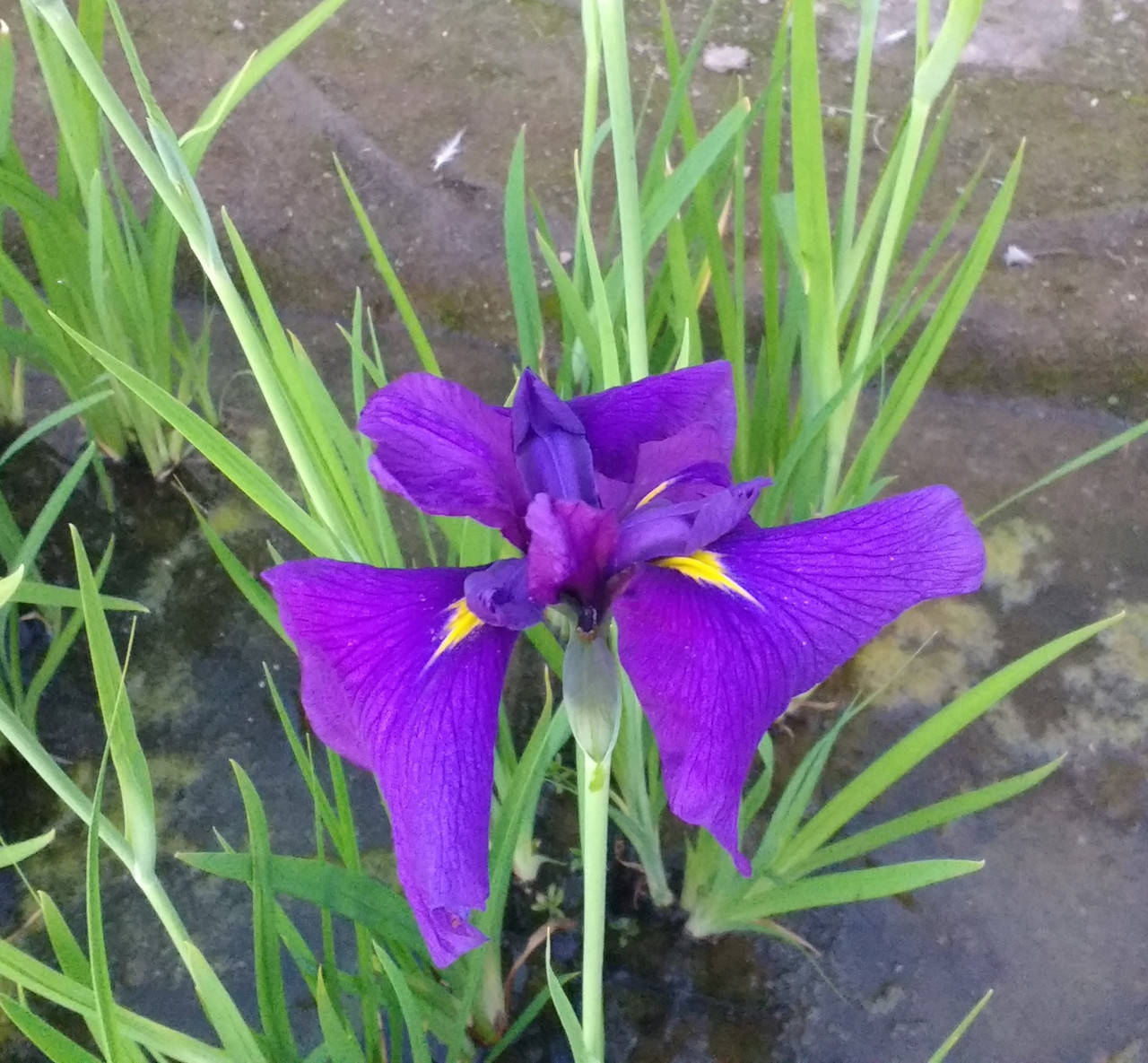 

Ирис мечелистный Лоялти - Iris ensata Loyalti