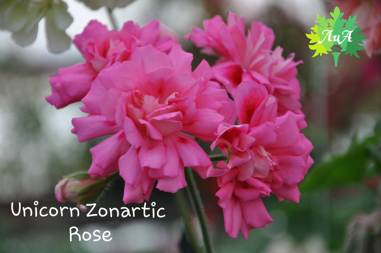 

Пеларгония "Unicorn Zonartic Rose" (зонартик, герань, калачик №69)