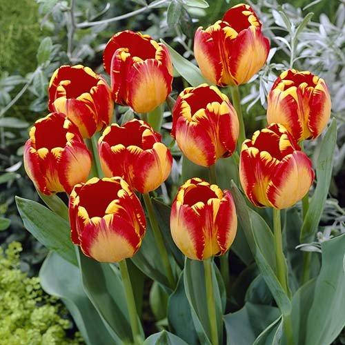 

Тюльпан Banja Luka (луковицы) 3 шт