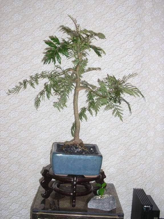 

Гревиллея Grevillea robusta 4 сем Бонсай